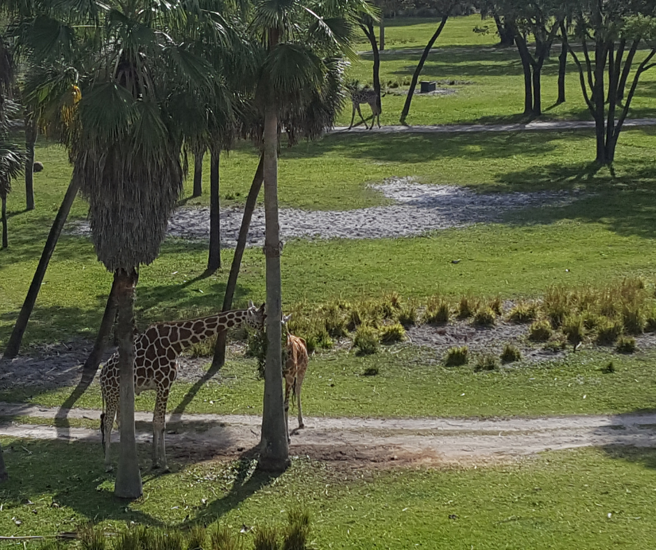 Giraffes eating leaves at Animal Kingdom resort.