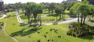 Animal Kingdom Savanah view 2 - DVC Advantages Disney's Animal Kingdom Resort