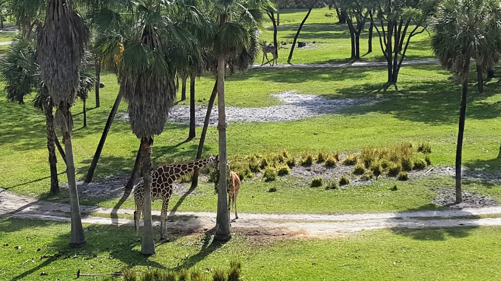 DVC Jambo House savannah view